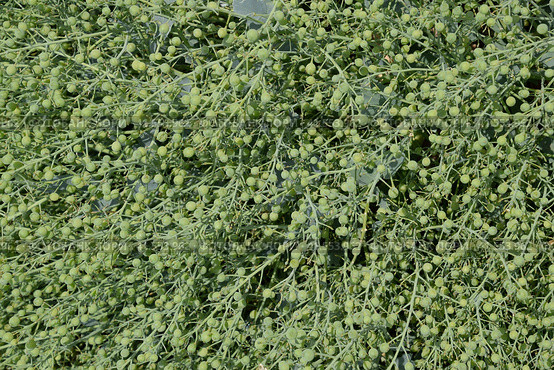 Green fruits of seaside katran. A plant on the shores of the Azov and Black Seas. Crambe maritima. Стоковое фото, фотограф Леонид Еремейчук / Фотобанк Лори