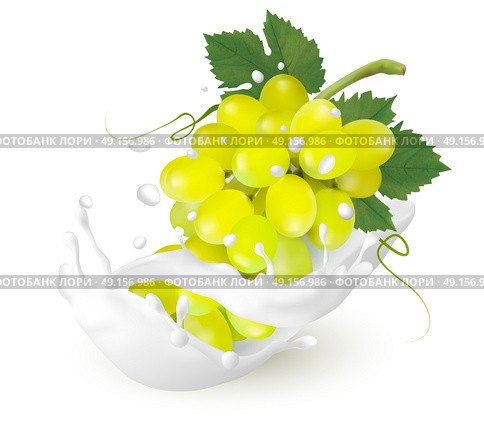 Green grapes in a milk splash on a transparent background. Vector. Стоковая иллюстрация, агентство Ingram Publishing / Фотобанк Лори
