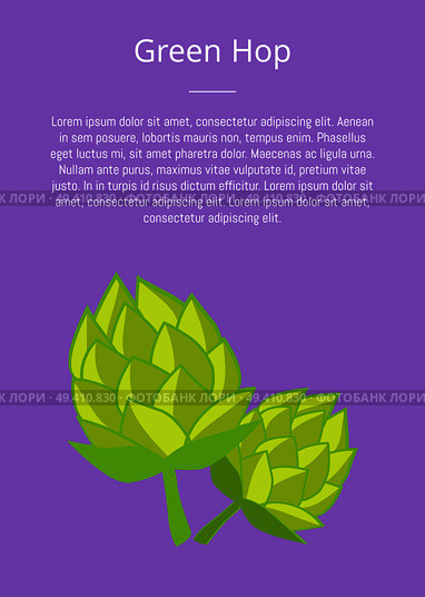 Green hop poster with text vector. Plant cultivated for use by brewing industry, flavor ingredient in beer, symbol of Oktoberfest or Octoberfest. Green Humulus Hop Vector Illustration Isolated. Стоковая иллюстрация, агентство Ingram Publishing / Фотобанк Лори