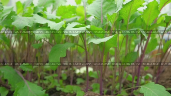 Green Kohlrabi seedlings growing in garden bed. Vegetable greenhouse. Purple Kohlrabi cabbage young plants. Agricultural field. Brassica. Organic farming, healthy food, BIO viands, back to nature. Стоковое видео, видеограф Марина Демидюк / Фотобанк Лори