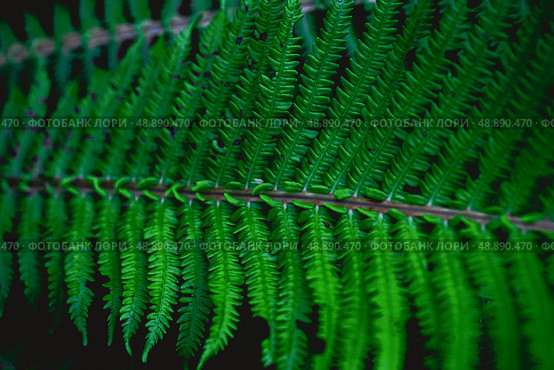 Green leaves, abstract flora texture. Стоковое фото, фотограф Дмитрий Попов / Фотобанк Лори