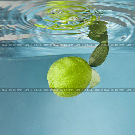 Green lime with green leaves falling down into water with splash and reflection from the water surface , on a blue background. Shooting underwater in an aquarium.. A whole green lime fresh, with green leaves falling down into the water with a splash on a blue background. Стоковое фото, агентство Ingram Publishing / Фотобанк Лори
