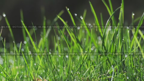 Green nature background with water dew drops on grass. Стоковое видео, видеограф Михаил Коханчиков / Фотобанк Лори