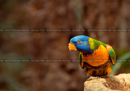 Green parrot near the feeders, eating fruit. Rainbow lorikeet. Стоковое фото, агентство Ingram Publishing / Фотобанк Лори