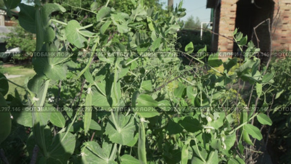 Green peas are ripening in garden stock footage video. Стоковое видео, видеограф Юлия Машкова / Фотобанк Лори