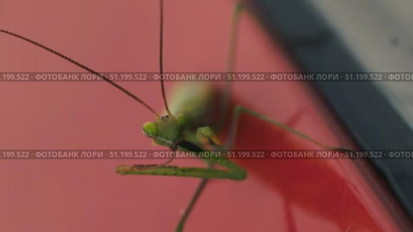 Green praying mantis on red background cleaning its paw. Стоковое видео, видеограф Кирилл Зотов / Фотобанк Лори