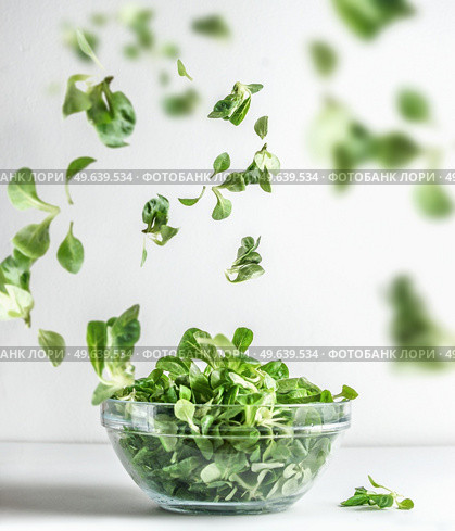 Green salad in glass bowl and flying lettuce leaves at white background. Healthy cooking preparation. Levitation food concept. Front view. Стоковое фото, агентство Ingram Publishing / Фотобанк Лори