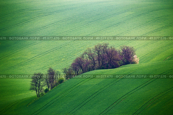 Green spring hills. Arable lands in Czech Moravia. Стоковое фото, агентство Ingram Publishing / Фотобанк Лори