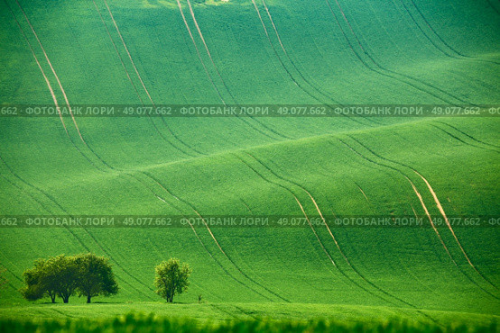 Green spring hills. Arable lands in Moravia. Стоковое фото, агентство Ingram Publishing / Фотобанк Лори