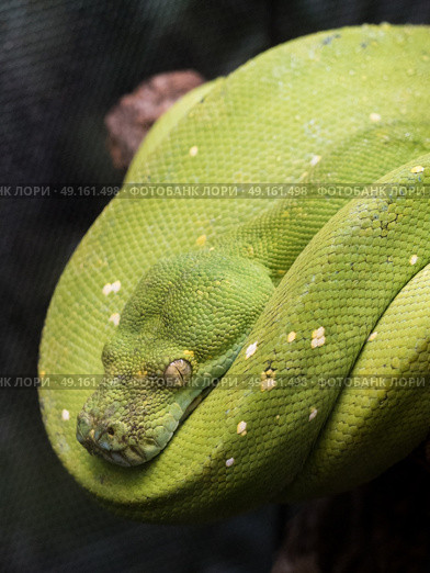 Green Tree Python resting hanging off a branch. Стоковое фото, агентство Ingram Publishing / Фотобанк Лори