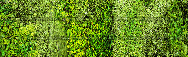 Green various creeper fern and lush plant on wall. Nature and environment concept. Стоковое фото, агентство Ingram Publishing / Фотобанк Лори