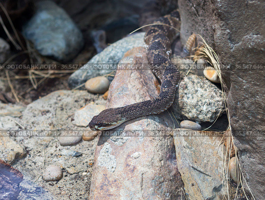 Гремучая змея. (англ. Rattlesnake),( лат. Crotalus catalinensis) (2016 год). Стоковое фото, фотограф Галина Савина / Фотобанк Лори