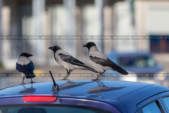 Grey crows on the roof. Стоковое фото, фотограф Argument / Фотобанк Лори