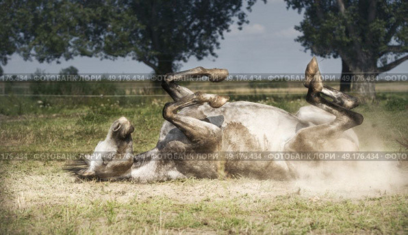 Grey Horse lies on his back , rolling and kicking at pasture background. Happy horses lifestyle and Appropriate attitude. Стоковое фото, агентство Ingram Publishing / Фотобанк Лори