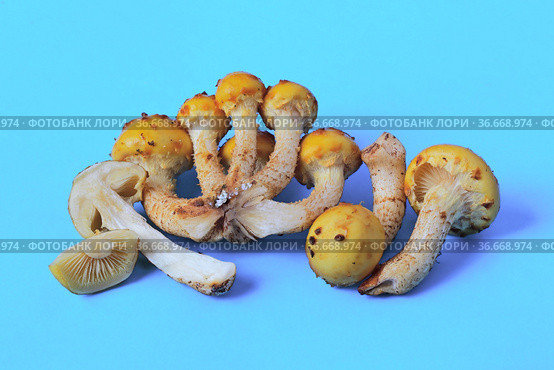 Гриб чешуйчатка золотистая (Pholiota aurivella) Стоковое фото, фотограф Владимир Литвинов / Фотобанк Лори