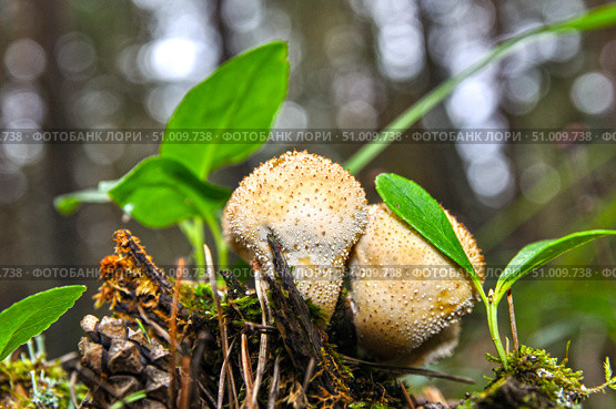 Гриб - Дождевик шиповатый (Lycoperdon perlatum) в хвойном лесу. Тюменская область. Стоковое фото, фотограф Александр Тараканов / Фотобанк Лори