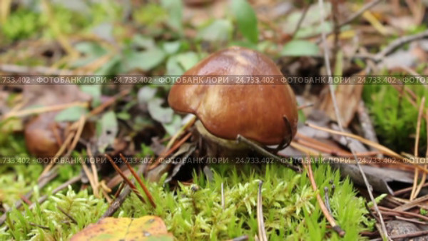 Гриб масленок (Лат.Suillus) на мшистой полянке. Стоковое видео, видеограф Александр Романов / Фотобанк Лори
