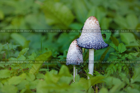 Гриб навозник (Coprinus comatus) - начальная стадия аутолиза. Стоковое фото, фотограф Абрамова Ксения / Фотобанк Лори