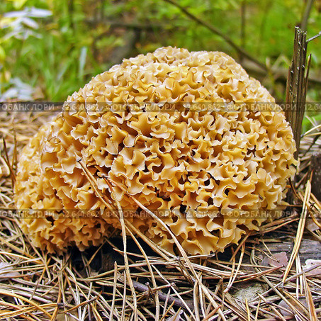 Гриб Спарассис курчавый  (Sparassis crispa (Fr.) Fr., Clavaria crispa, Manina crispa, Masseeola crispa,  Sparassis radicata) Стоковое фото, фотограф Евгений Мухортов / Фотобанк Лори
