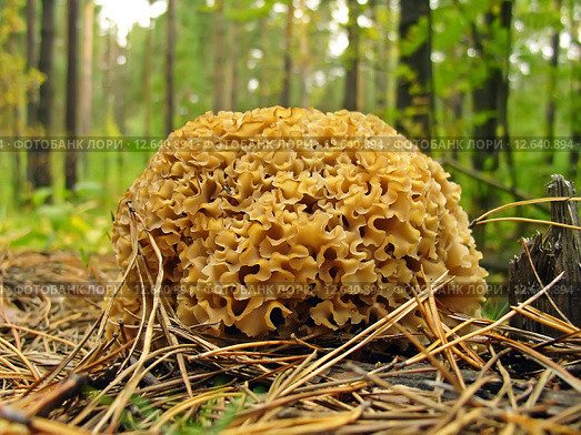 Гриб Спарассис курчавый  (Sparassis crispa (Fr.) Fr., Clavaria crispa, Manina crispa, Masseeola crispa,  Sparassis radicata) Стоковое фото, фотограф Евгений Мухортов / Фотобанк Лори