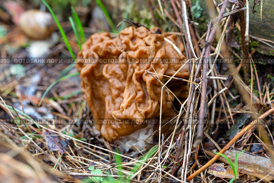 Гриб строчок гигантский (Gyromitra gigas) Стоковое фото, фотограф Ирина Яровая / Фотобанк Лори