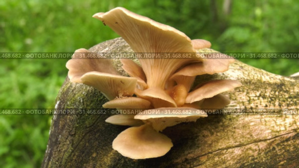 Гриб вешенка на дереве. Pearl oyster mushroom on the tree. Стоковое видео, видеограф Евгений Романов / Фотобанк Лори
