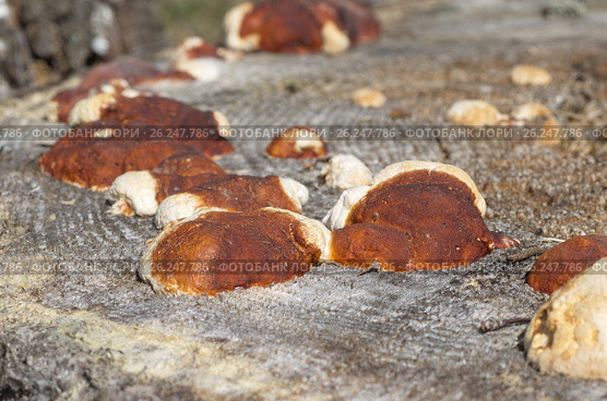 Грибы трутовики окаймлённые (лат. Fomitopsis pinicola) растут на старом пне. Стоковое фото, фотограф Елена Коромыслова / Фотобанк Лори