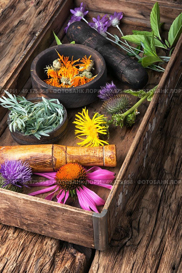 Group healthy herbs. set of herbs, plants and inflorescences in a wooden box. Стоковое фото, агентство Ingram Publishing / Фотобанк Лори