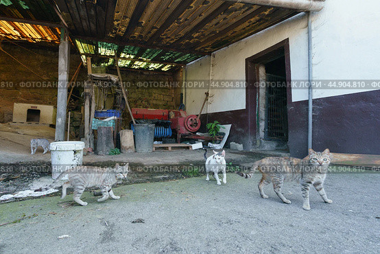 Group of homeless cats on the city street. Стоковое фото, фотограф YuryKara / Фотобанк Лори