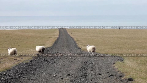 Group of sheep in field in Iceland, road passes over the horizon. Стоковое видео, видеограф Юлия Колтырина / Фотобанк Лори
