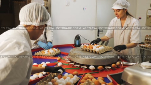 Group of skilled focused poultry farm employees sorting by size freshly picked chicken eggs on grading conveyor, labeling them and packing into cardboard trays for storage and transportation to stores. Стоковое видео, видеограф Яков Филимонов / Фотобанк Лори