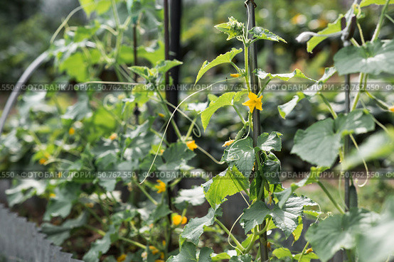 Growing cucumbers. Plant stems, green leaves, and flowers. Gardening and harvesting for a healthy diet. Стоковое фото, фотограф Photojuli / Фотобанк Лори