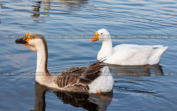 Гусь холмогорский (Kholmogory Goose) Стоковое фото, фотограф Наталья Зубарева / Фотобанк Лори