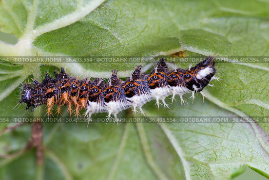 Гусеница бабочки Углокрыльницы c-белое (Polygonia c-album) Стоковое фото, фотограф Галина Савина / Фотобанк Лори