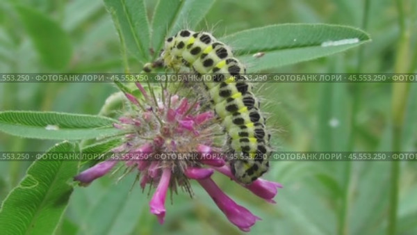 Гусеница пестрянка жимолостная Zygaena lonicerae. Стоковое видео, видеограф Александр Мамонтов / Фотобанк Лори