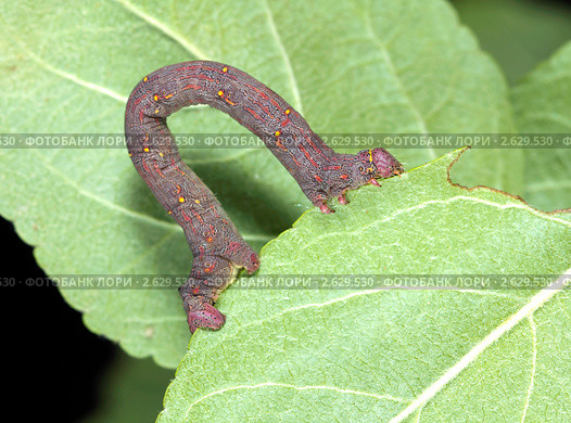 Гусеница пяденицы (Geometridae) на листьях яблони. Стоковое фото, фотограф Сергей Лаврентьев / Фотобанк Лори