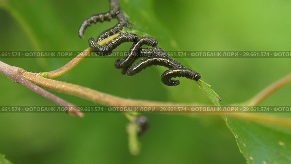Гусеницы пилильщика березового минирующего на берёзовом листе. Caterpillars of birch leafminer on birch leaf. Стоковое фото, фотограф Евгений Романов / Фотобанк Лори