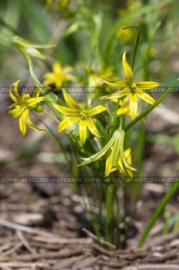Гусиный лук желтый или Гагея желтая (лат. Gagea lutea) в саду крупным планом. Стоковое фото, фотограф Елена Коромыслова / Фотобанк Лори
