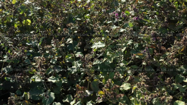 Густые заросли лопуха войлочного. Вид с воздуха. Dense thickets of woolly burdock (Arctium tomentosum). Aerial view. Стоковое видео, видеограф Евгений Романов / Фотобанк Лори