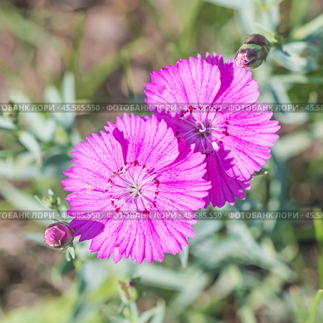 Гвоздика разноцветная в стадии цветения - Dianthus versicolor Fisch. ex Link (семейство Caryophyllaceae) . Новосибирская область,Западная Сибирь России. Стоковое фото, фотограф Евгений Мухортов / Фотобанк Лори
