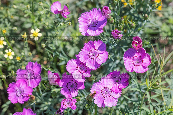 Гвоздика разноцветная в стадии цветения - Dianthus versicolor Fisch. ex Link (семейство Caryophyllaceae) . Новосибирская область,Западная Сибирь России. Стоковое фото, фотограф Евгений Мухортов / Фотобанк Лори