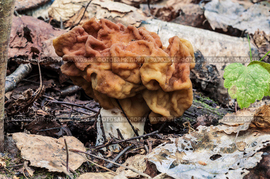 Gyromitra gigas in spring forest close-up. Стоковое фото, фотограф Наталья Волкова / Фотобанк Лори