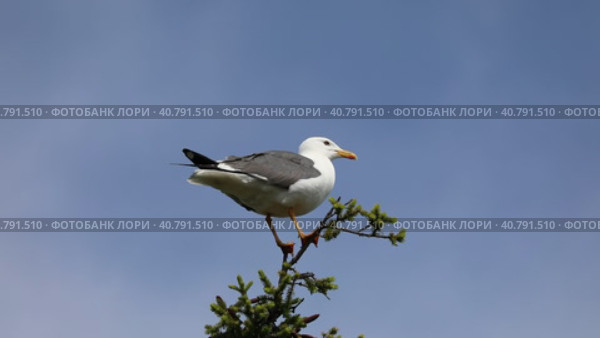 Халей (Larus heuglini). Птица сидит на макушке дерева, Ямало-Ненецкий автономный округ. Стоковое видео, видеограф Григорий Писоцкий / Фотобанк Лори