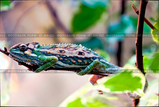 Хамелеон Chamaeleo calyptratus. Стоковое фото, фотограф Закиматова Анна / Фотобанк Лори