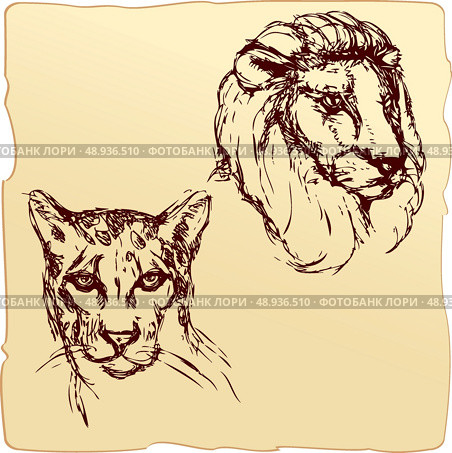 hand drawn ink portrait sketch of lion and cheetah heads. Стоковая иллюстрация, агентство Ingram Publishing / Фотобанк Лори