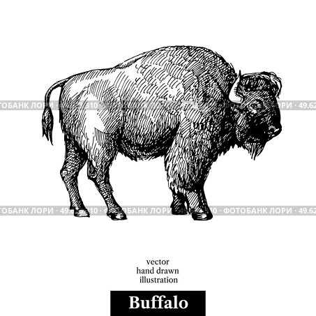 Hand drawn sketch animal Buffalo American Bison. Vector black and white vintage illustration. Isolated object on white background. Стоковая иллюстрация, агентство Ingram Publishing / Фотобанк Лори