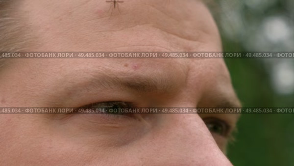 Handsome middle-aged man posing looking at camera in park foliage. Outdoor male portrait. Face close up eyes, nose, brow. Nordic Scandinavian beauty guy. Thoughtful looker. Beautiful diversity people. Стоковое видео, видеограф Марина Демидюк / Фотобанк Лори