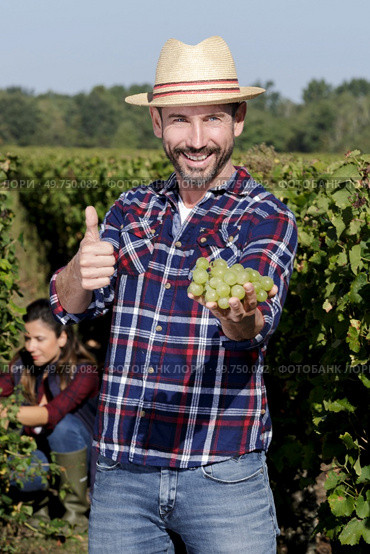 happy farmer showing grapes and thumb-up to the camera. Стоковое фото, агентство Ingram Publishing / Фотобанк Лори