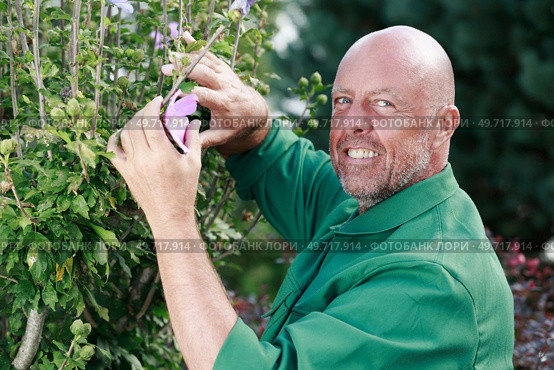happy professional male gardener pruning hedge. Стоковое фото, агентство Ingram Publishing / Фотобанк Лори