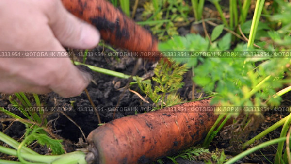 Harvesting carrots. A man pulls out a large carrot from the ground. Useful vegetable in the garden. Стоковое видео, видеограф Дмитрий Кобзев / Фотобанк Лори